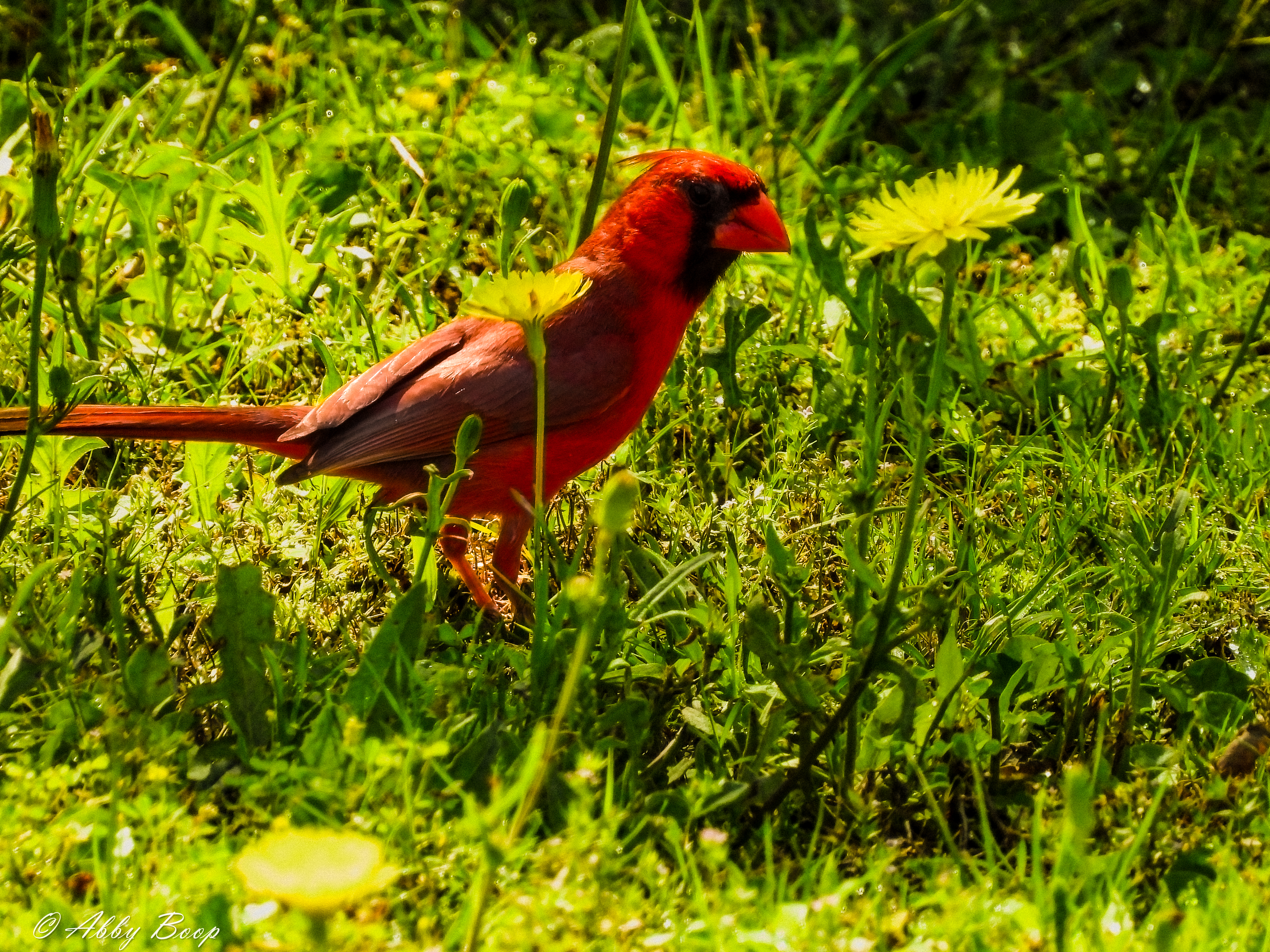 Cardinal 2