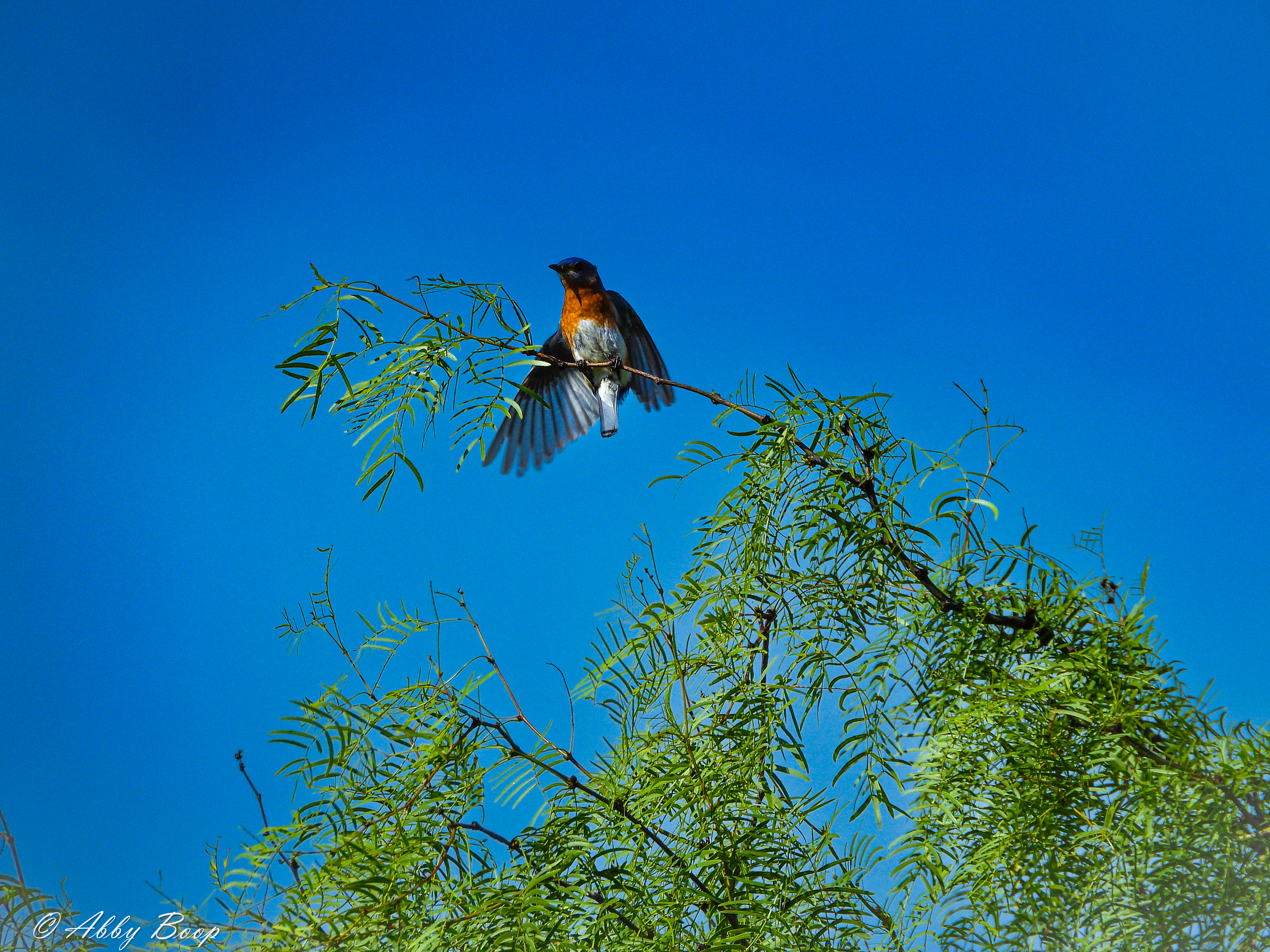 Eastern Bluebird 1