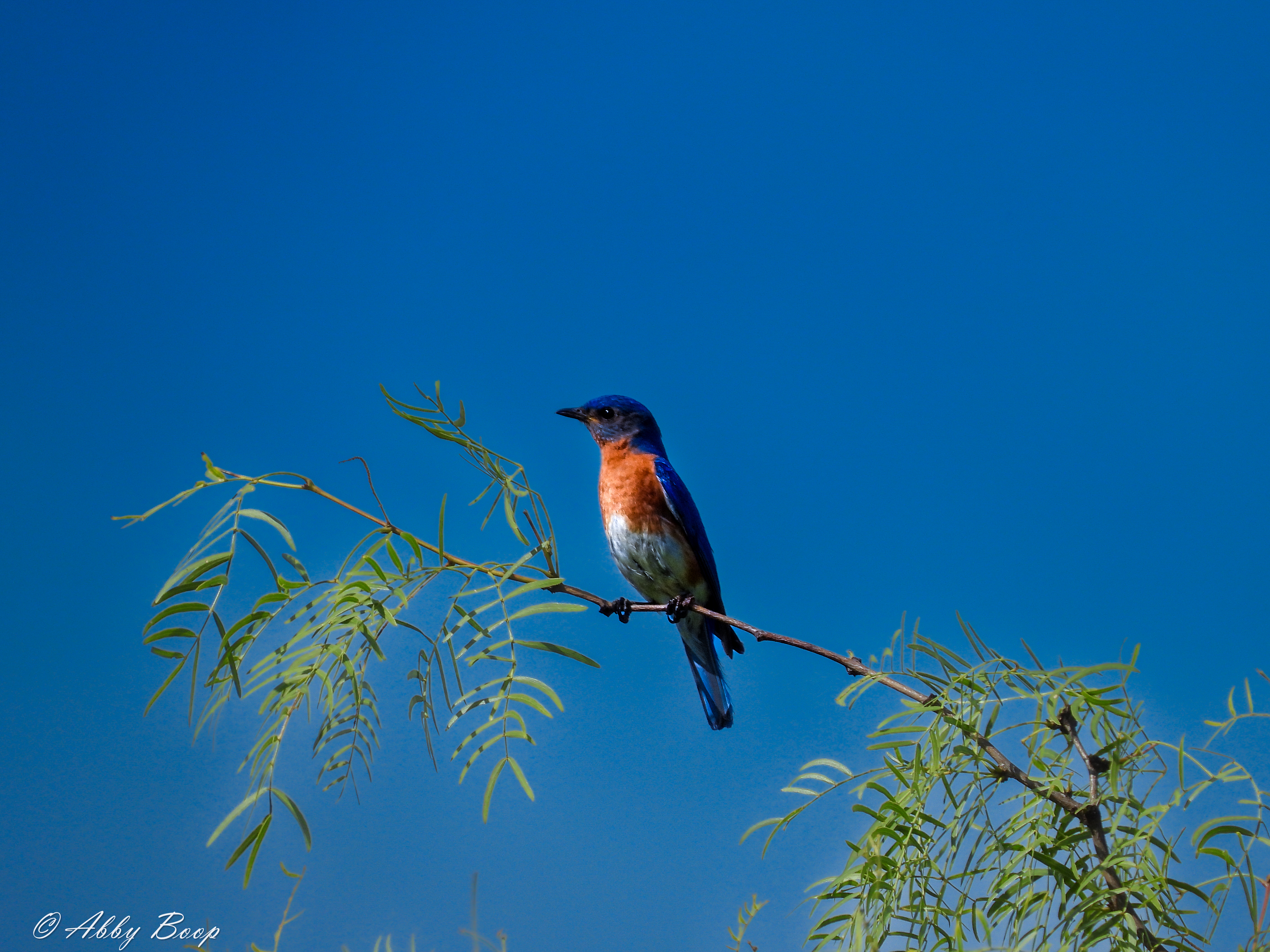 Eastern Bluebird 2