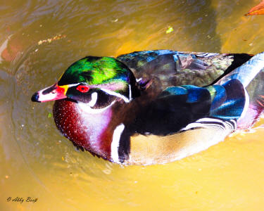 Colorful Duck