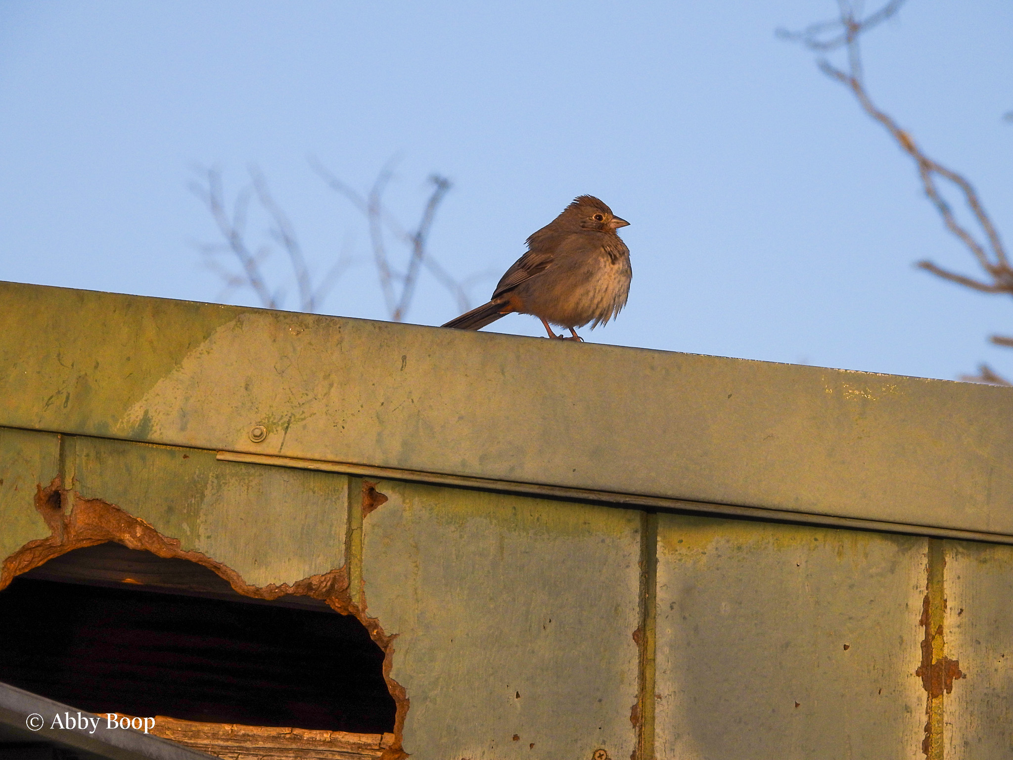 Female House Finch