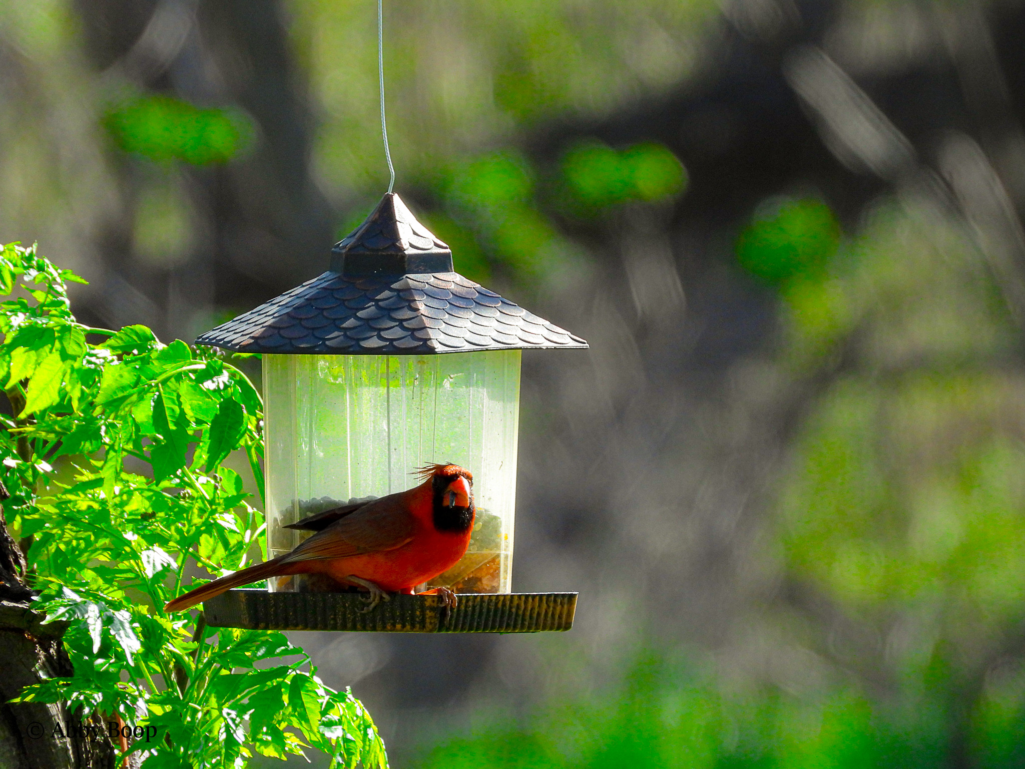 Male Cardinal