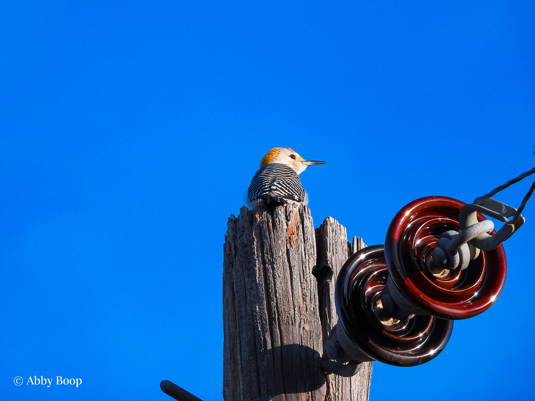 Red Bellied Woodpecker