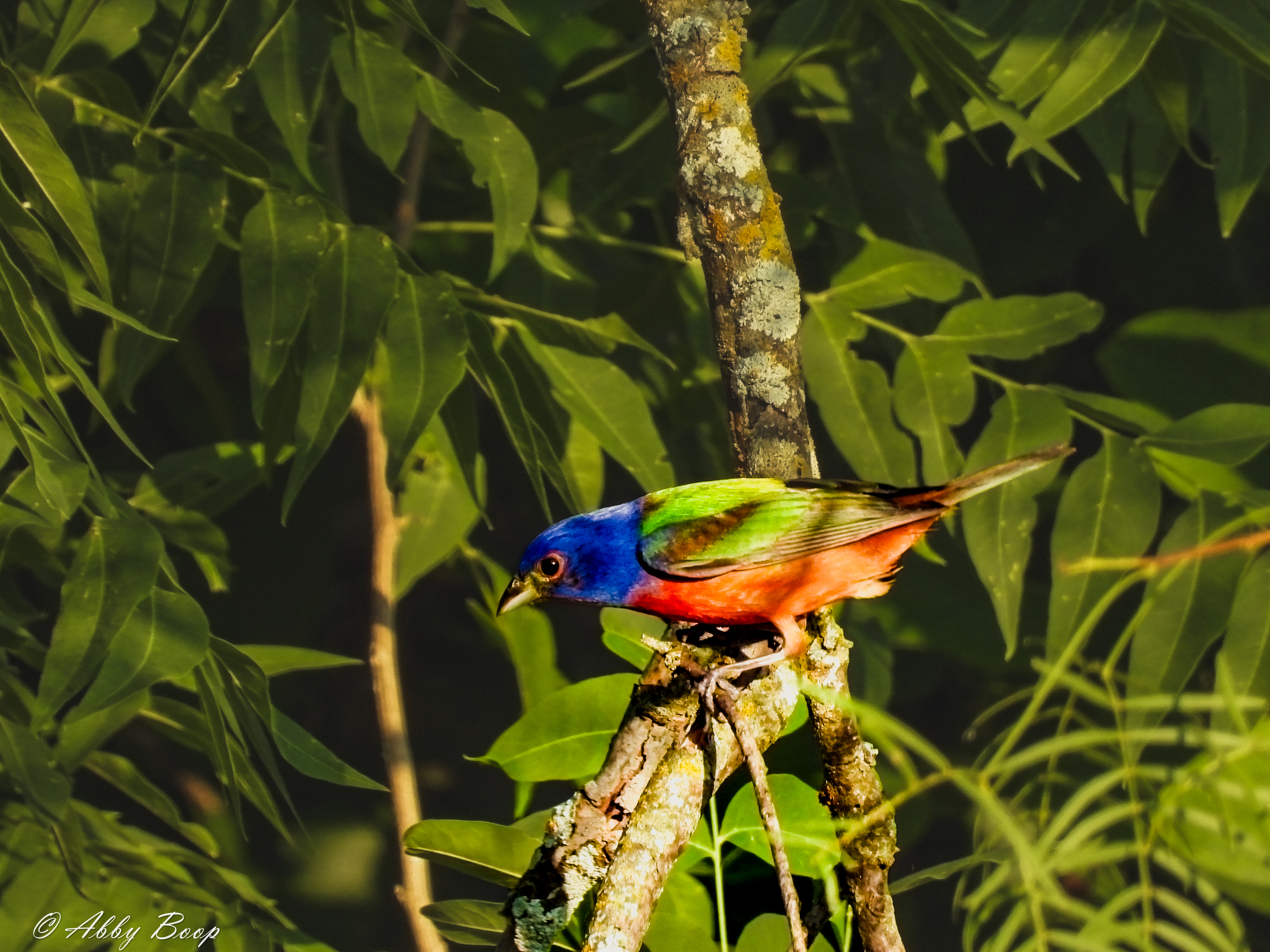 Sunlit Painted Bunting-Male