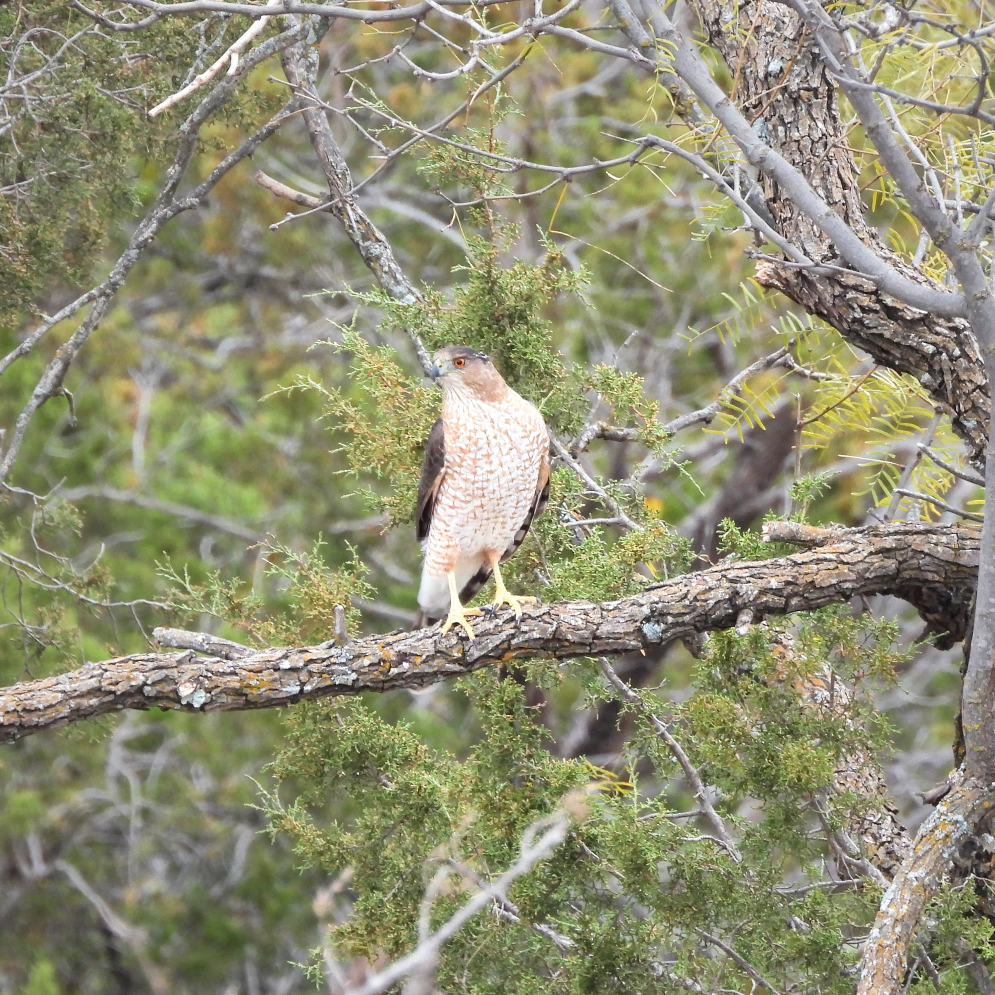 Watcher of the Woods