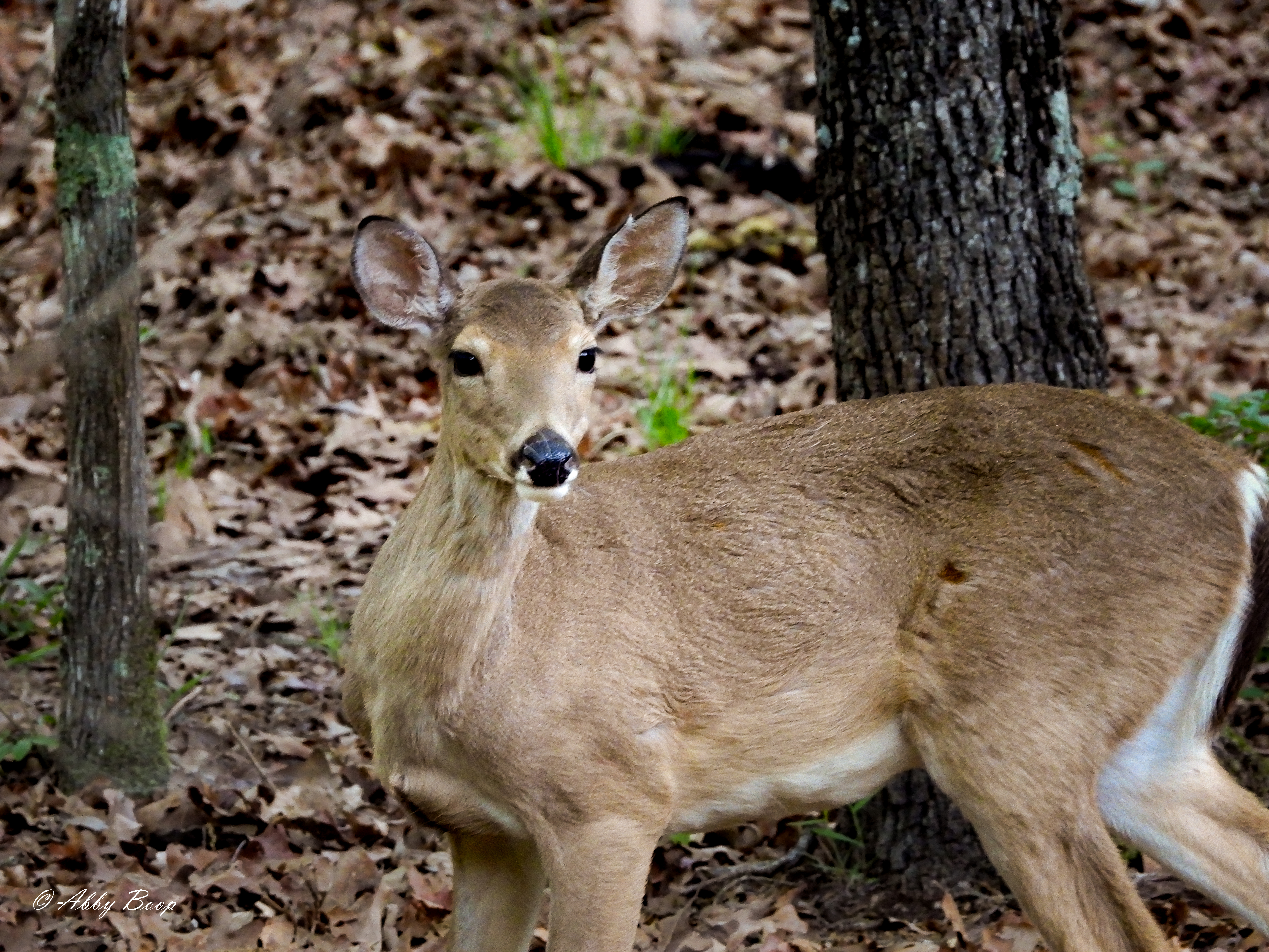 Doe in April