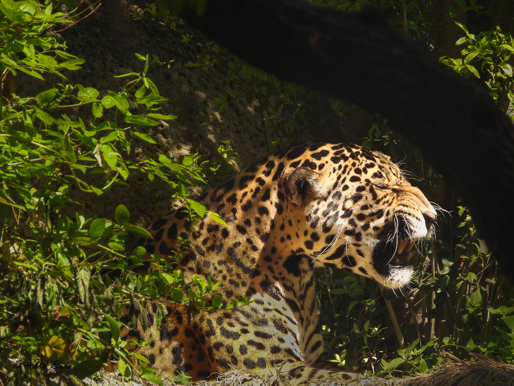 Jaguar