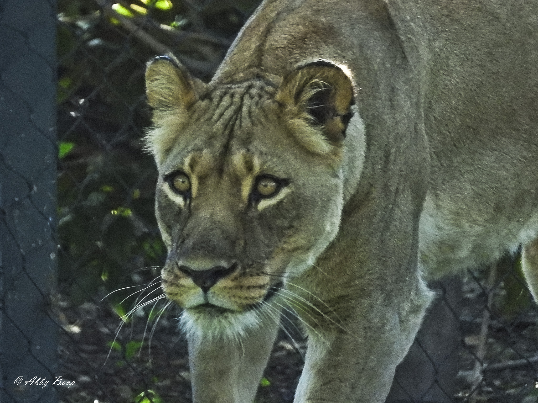 Playful Lioness