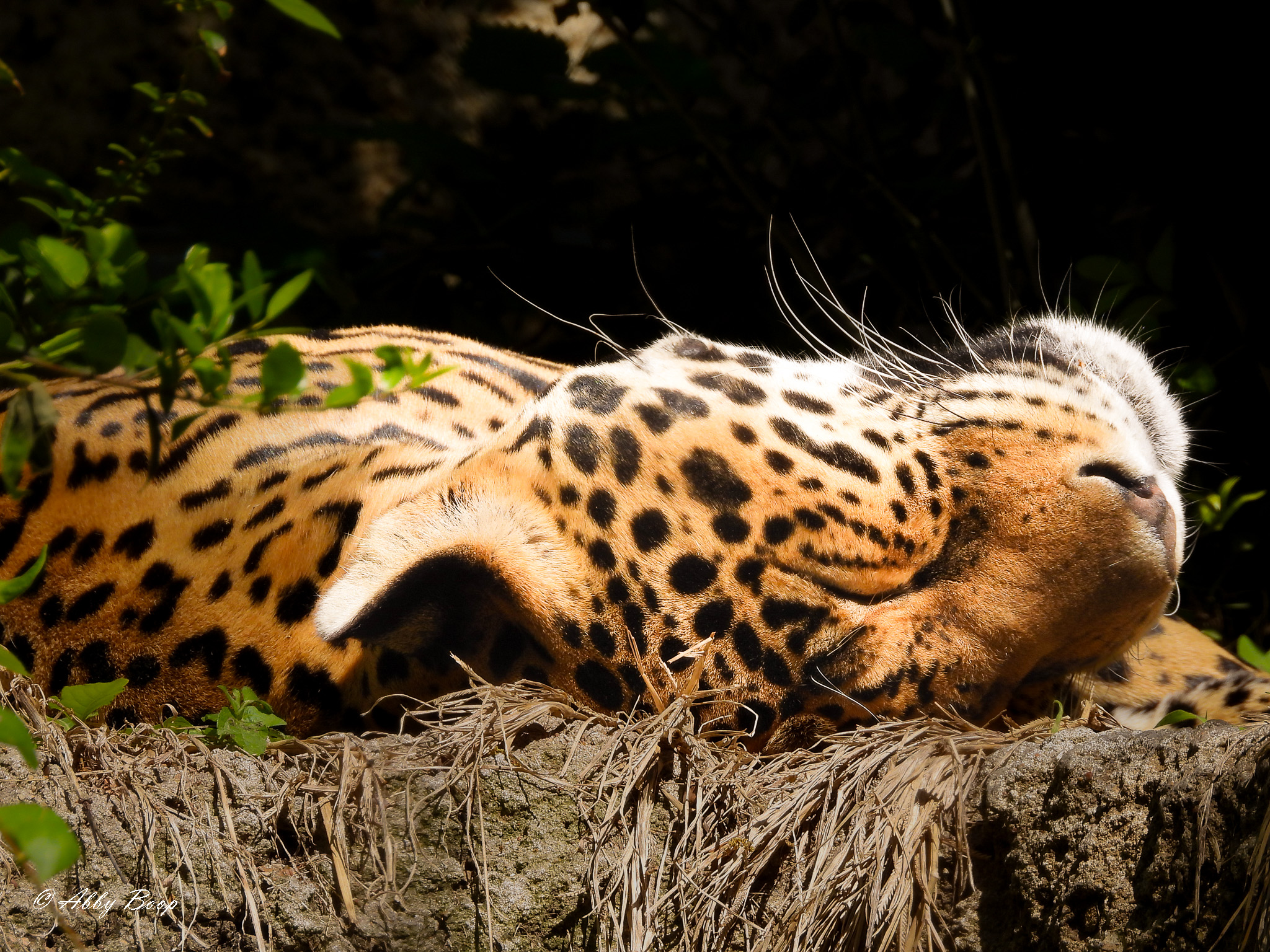 Sleeping Jaguar
