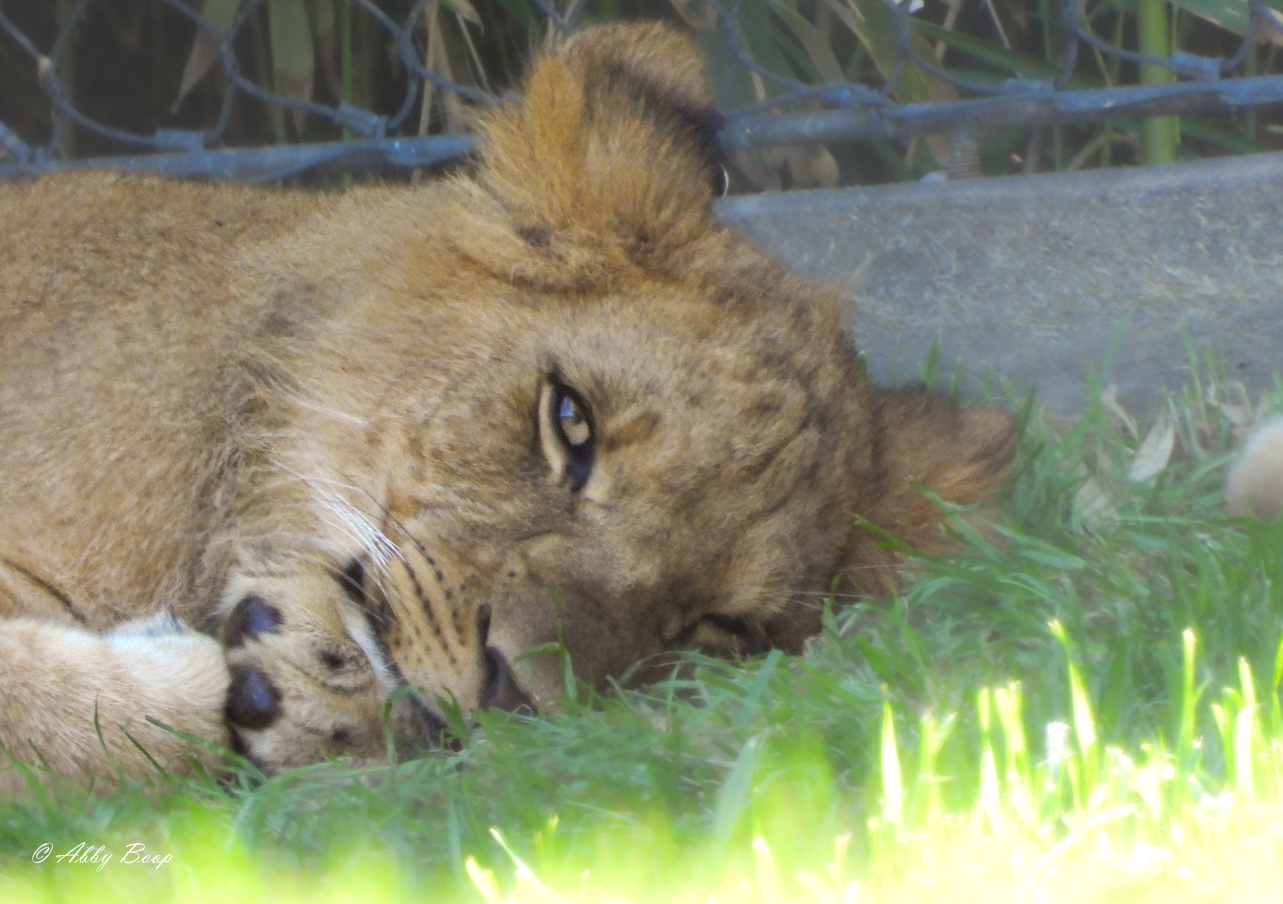Sleepy Cub
