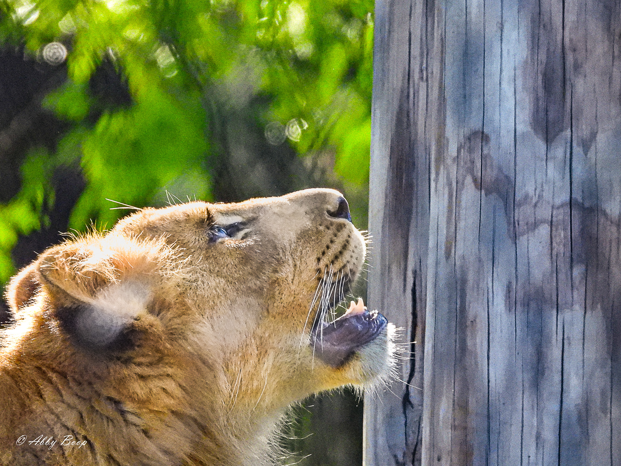 Sunlit Lion Cub