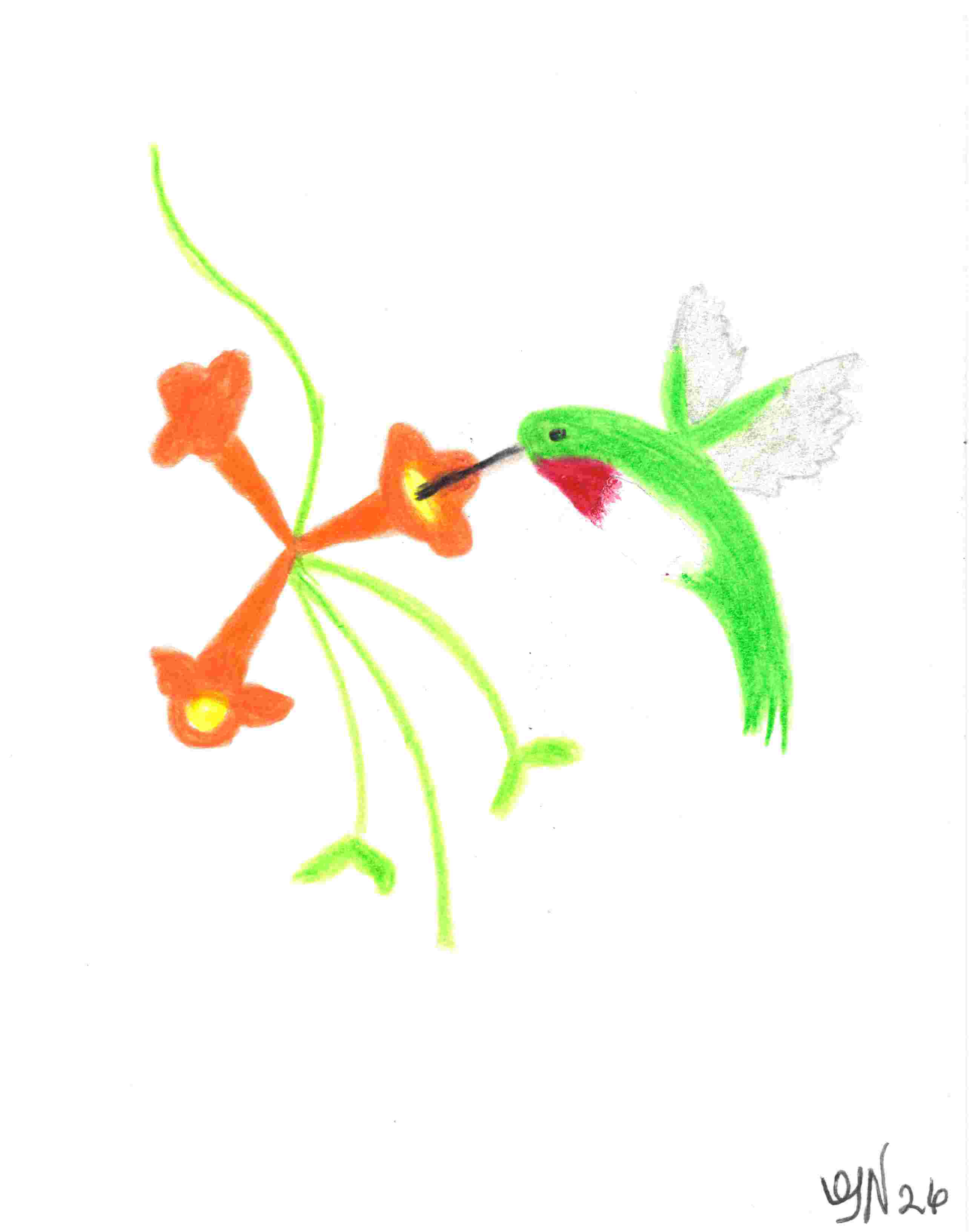 Hummingbird 5