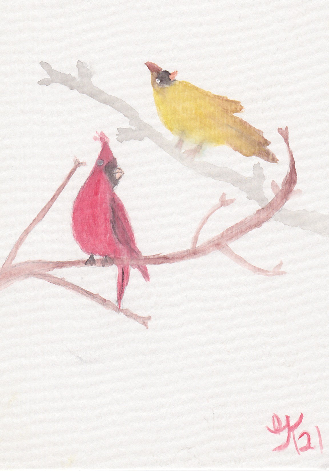 Male Female Cardinal