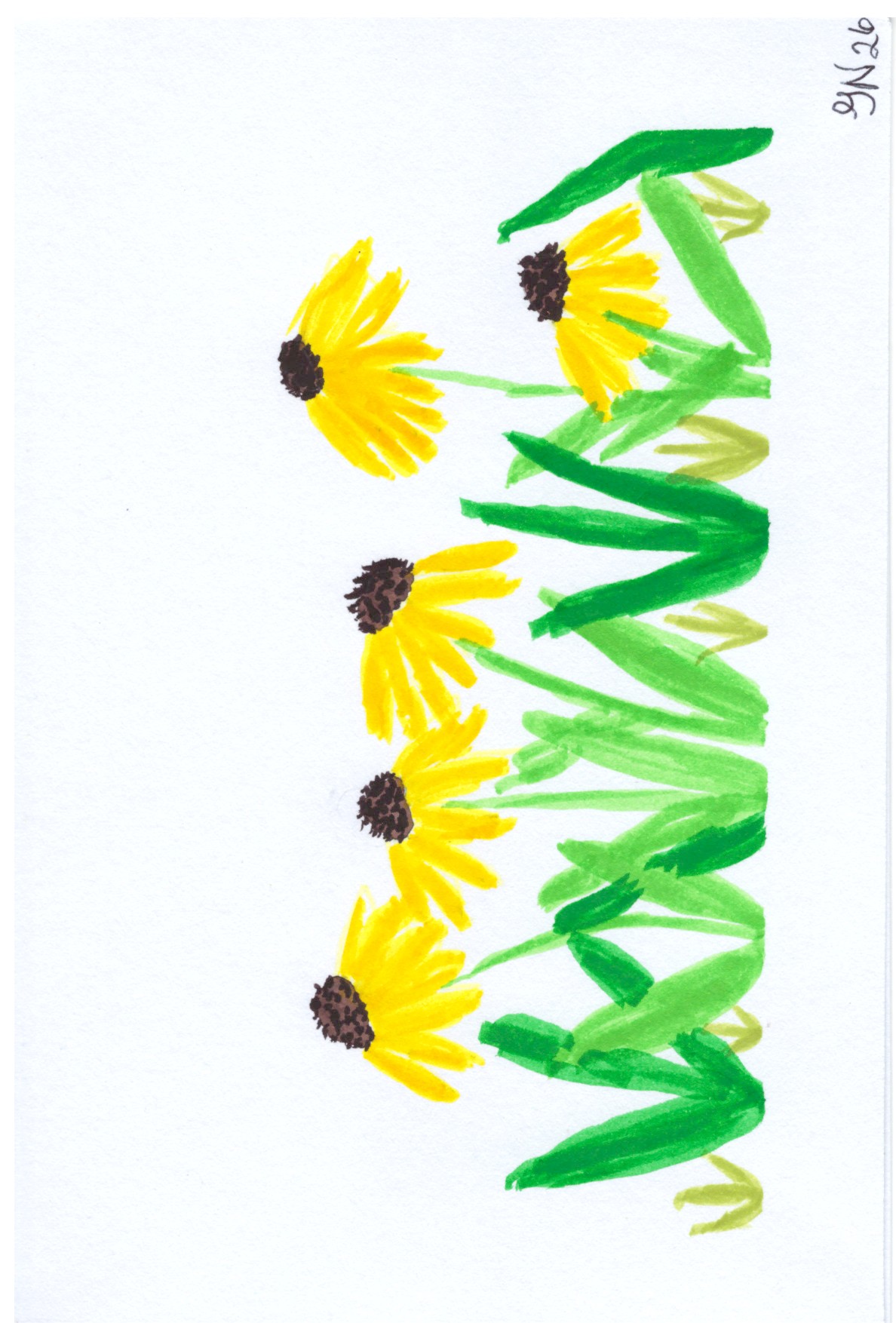Black Eyed Susan