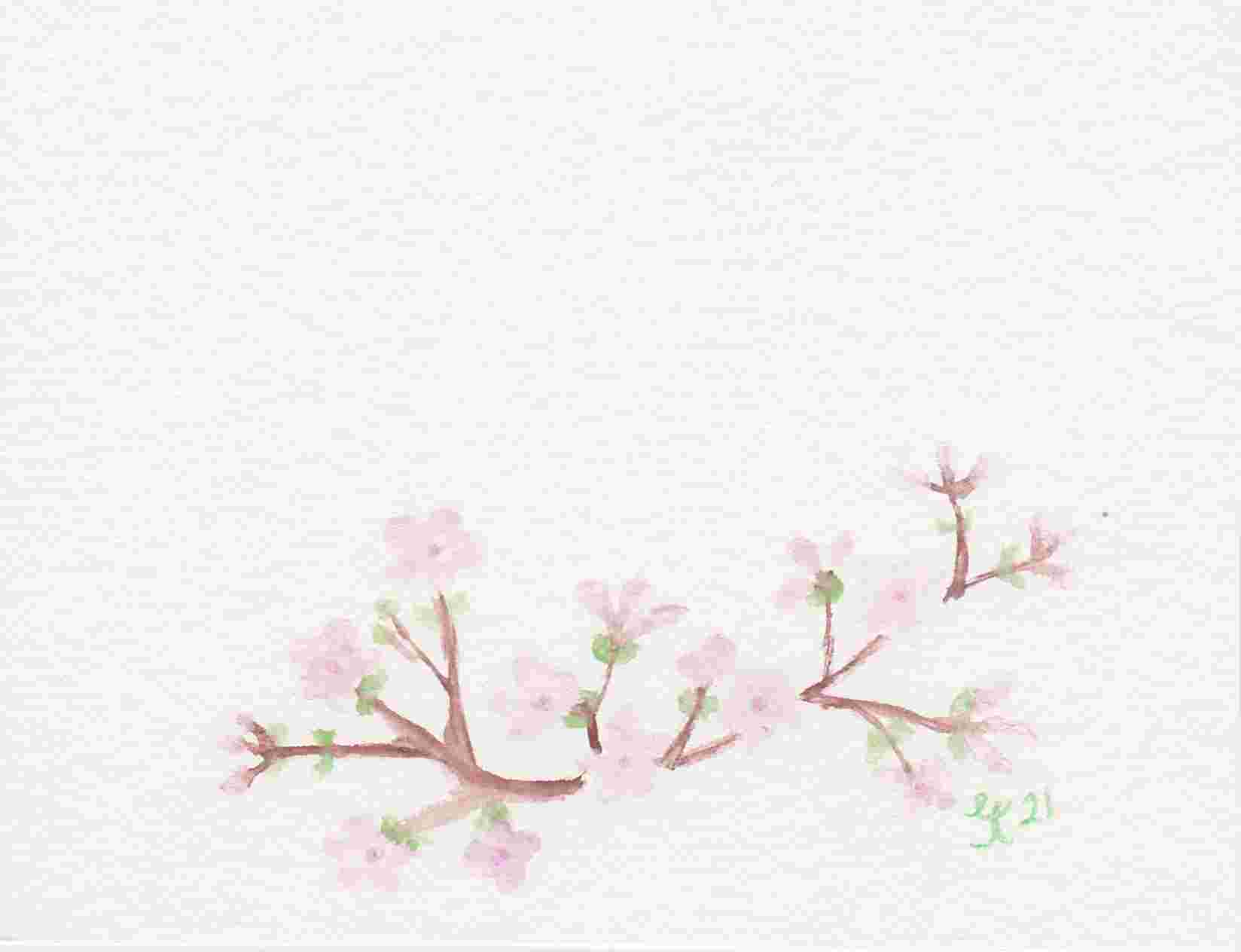 Cherry Blossom
