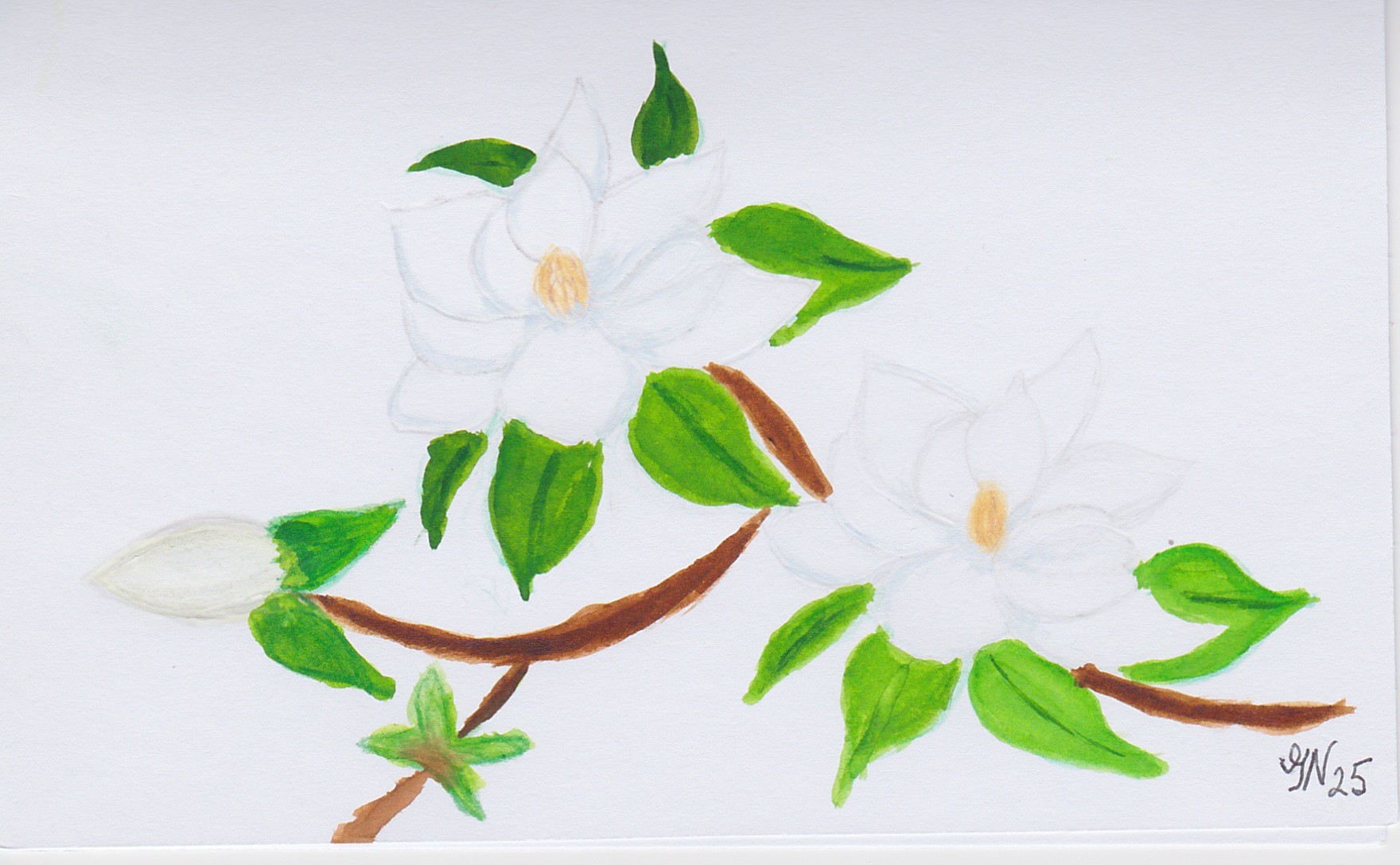 Magnolia